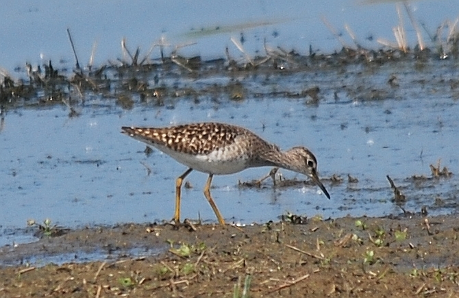 Limicoli da riconoscere